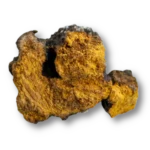 Chaga