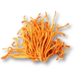 Cordyceps