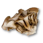 Maitake