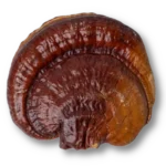 Reishi